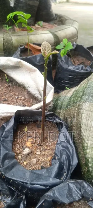 Avocado Pear Trees for Sale