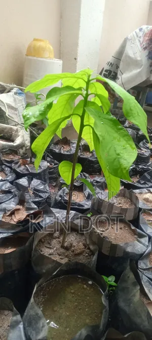 Avocado Pear Trees for Sale