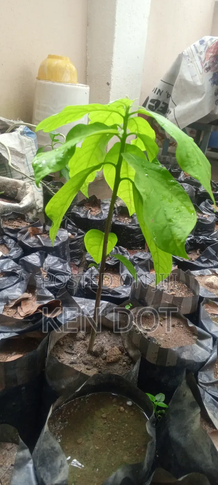 Avocado Pear Trees for Sale