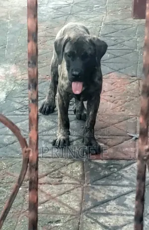 1-3 months Male Purebred Boerboel