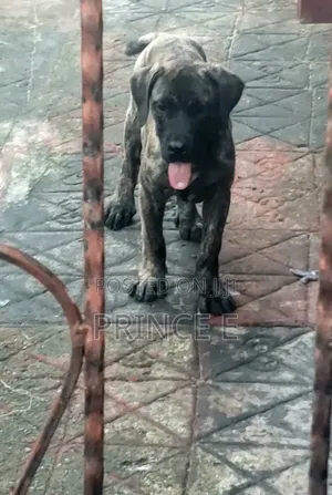 1-3 months Male Purebred Boerboel