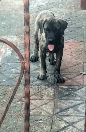 1-3 months Male Purebred Boerboel