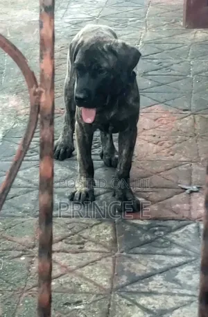 1-3 months Male Purebred Boerboel
