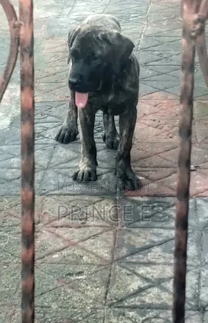 1-3 months Male Purebred Boerboel