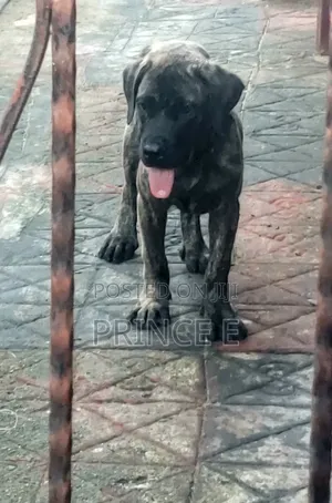 1-3 months Male Purebred Boerboel