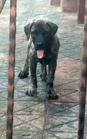 1-3 months Male Purebred Boerboel