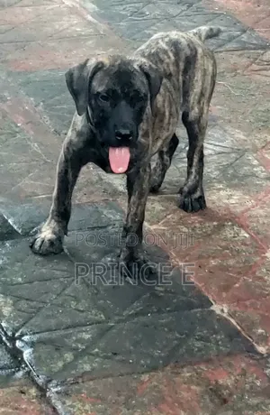 1-3 months Male Purebred Boerboel