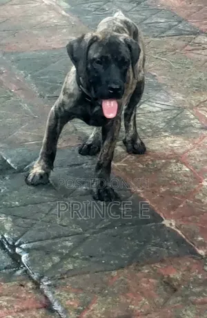 1-3 months Male Purebred Boerboel