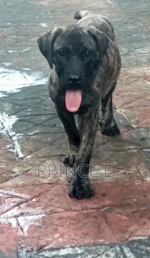1-3 months Male Purebred Boerboel