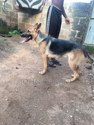 6-12 months Female Purebred German Shepherd