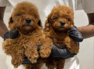 1-3 months Female Purebred Poodle
