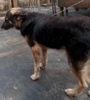 1+ year Male Purebred German Shepherd