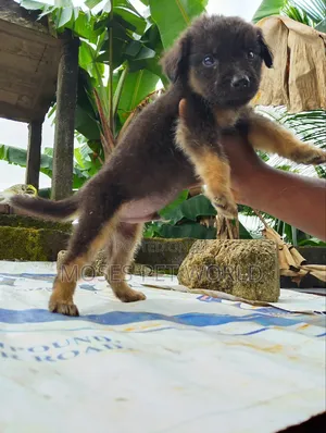 1-3 months Female Purebred German Shepherd