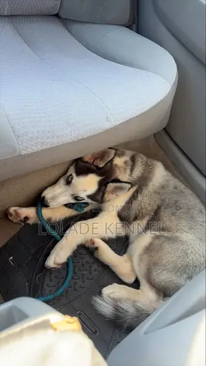 3-6 months Female Purebred Siberian Husky