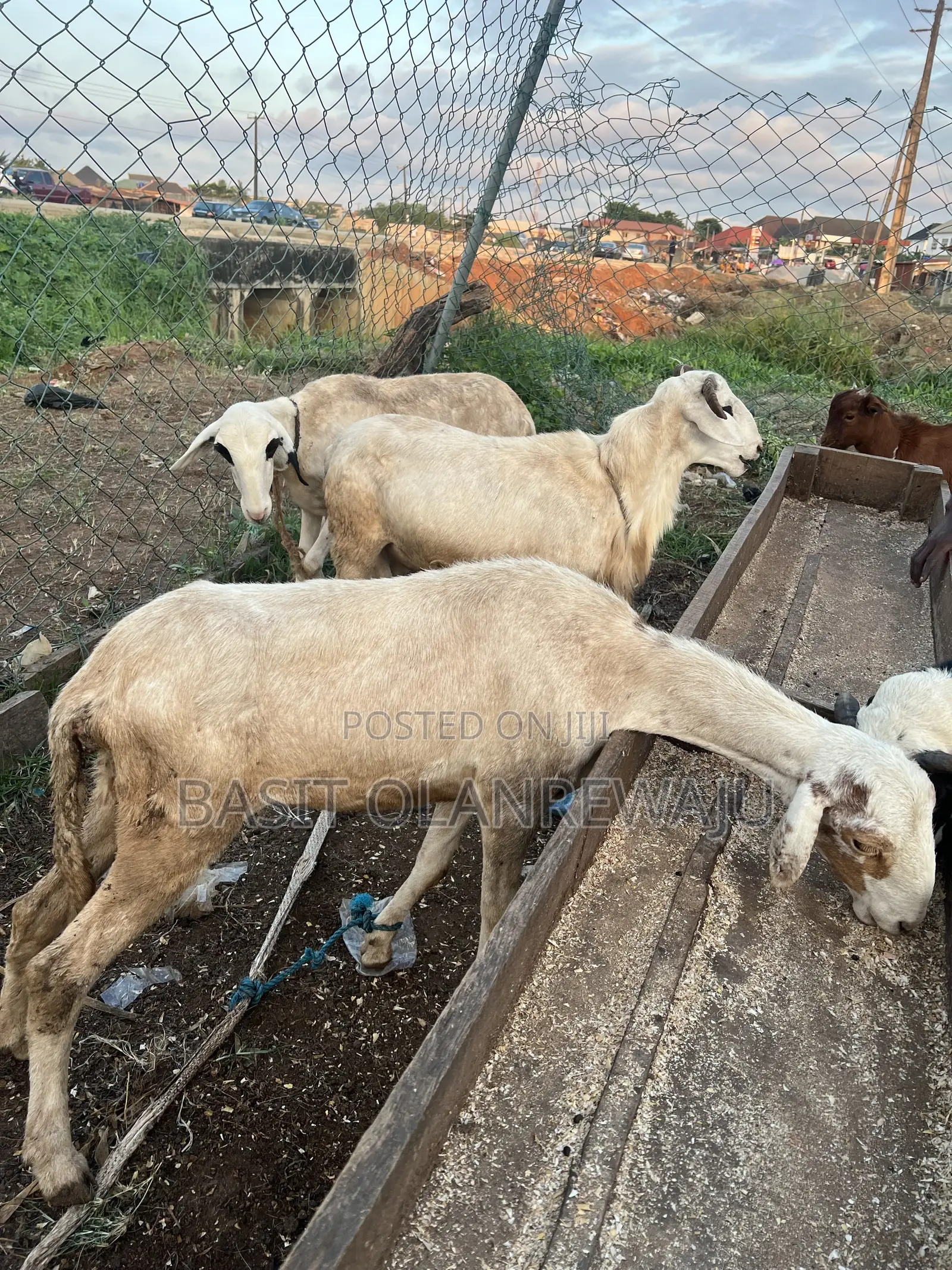 Healthy Sheep Available