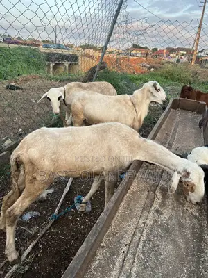 Healthy Sheep Available