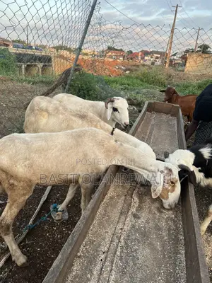 Healthy Sheep Available