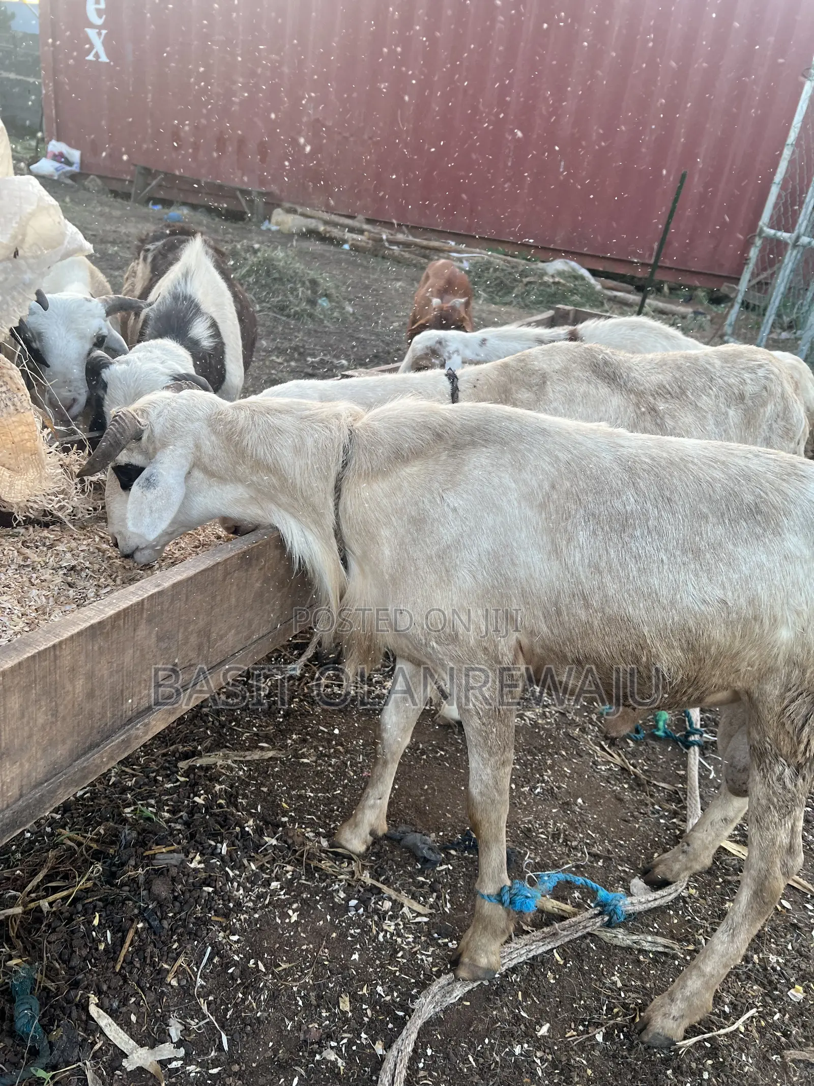 Healthy Sheep Available