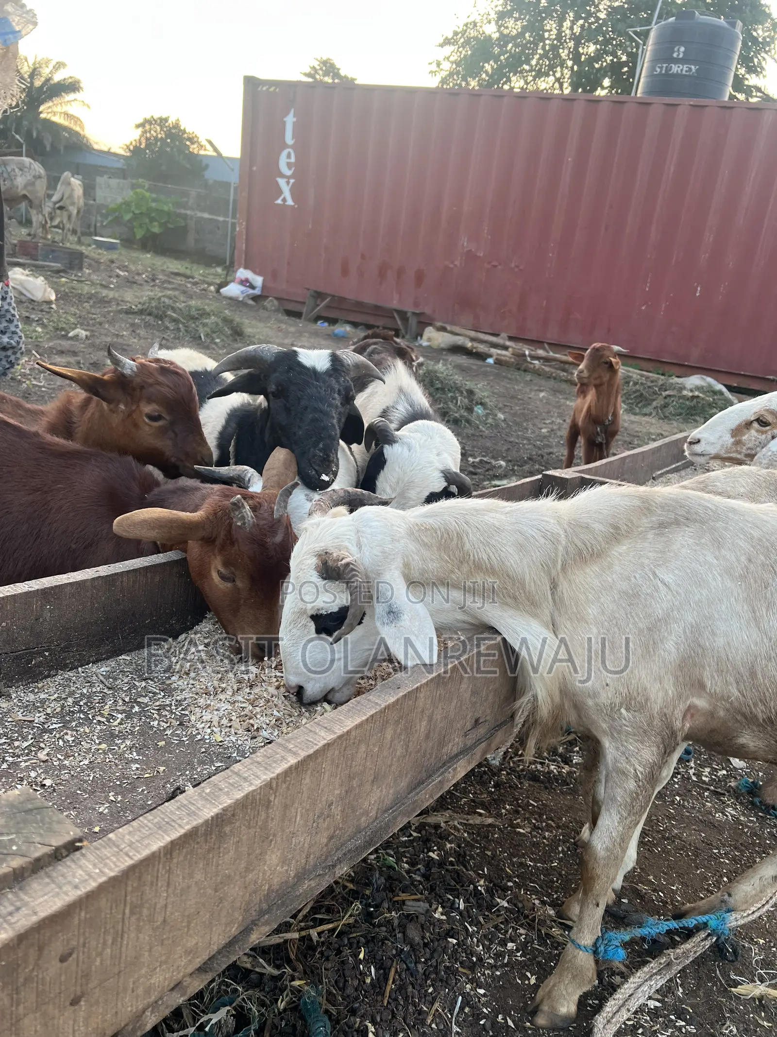 Healthy Sheep Available