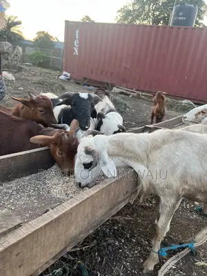 Healthy Sheep Available