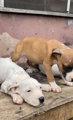 1-3 months Female Purebred American Pit Bull Terrier