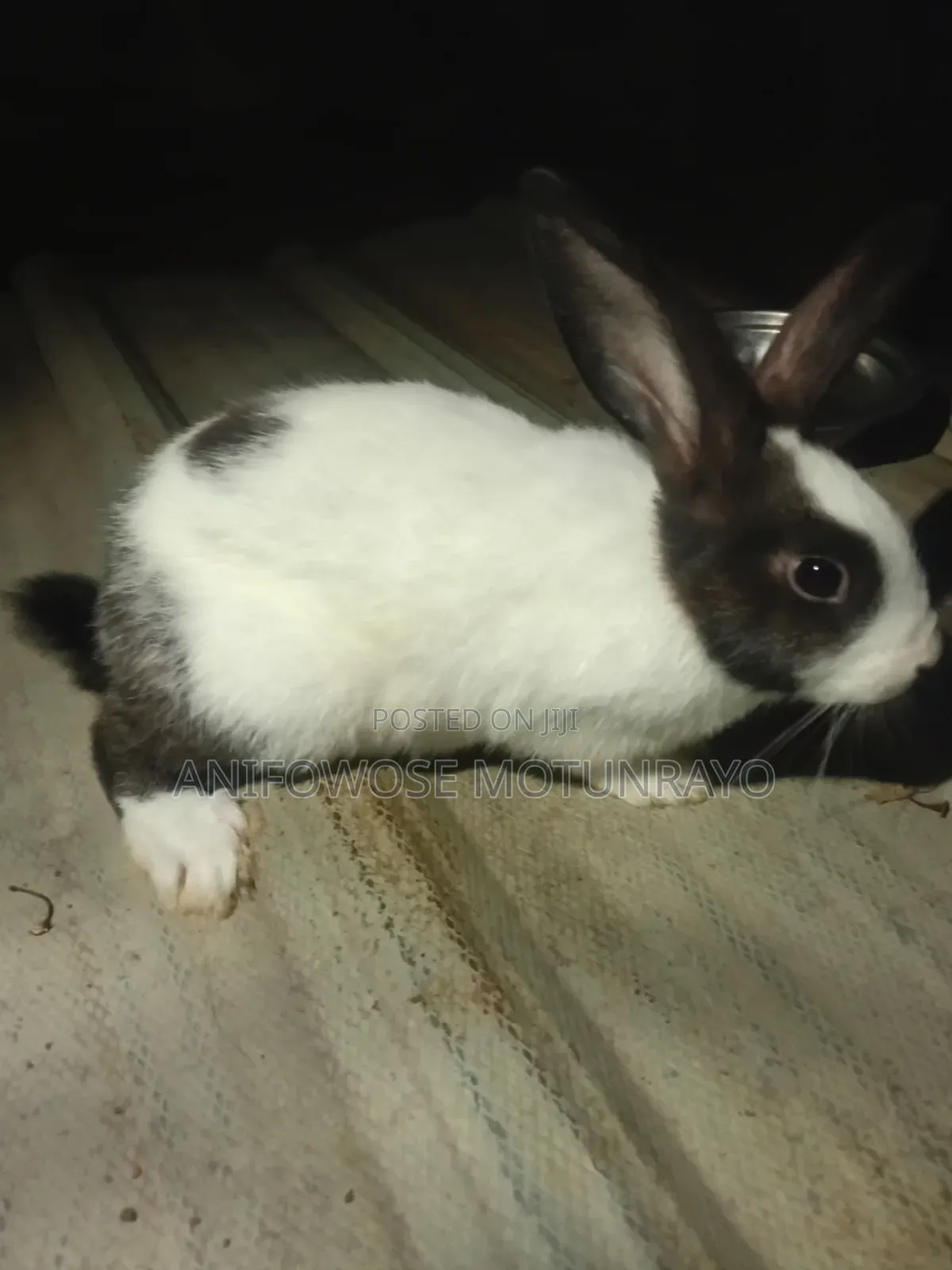 Male Rabbit for Sale