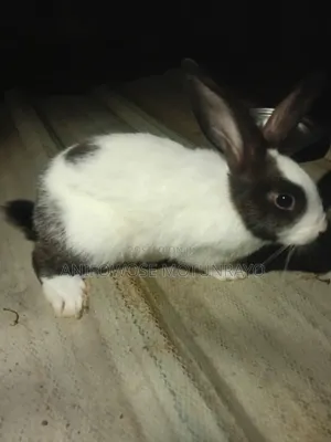 Male Rabbit for Sale