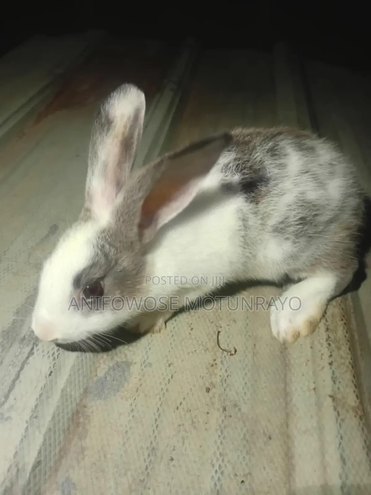Male Rabbit for Sale