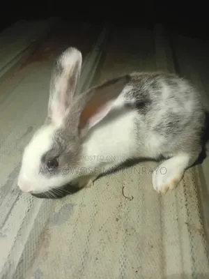 Male Rabbit for Sale