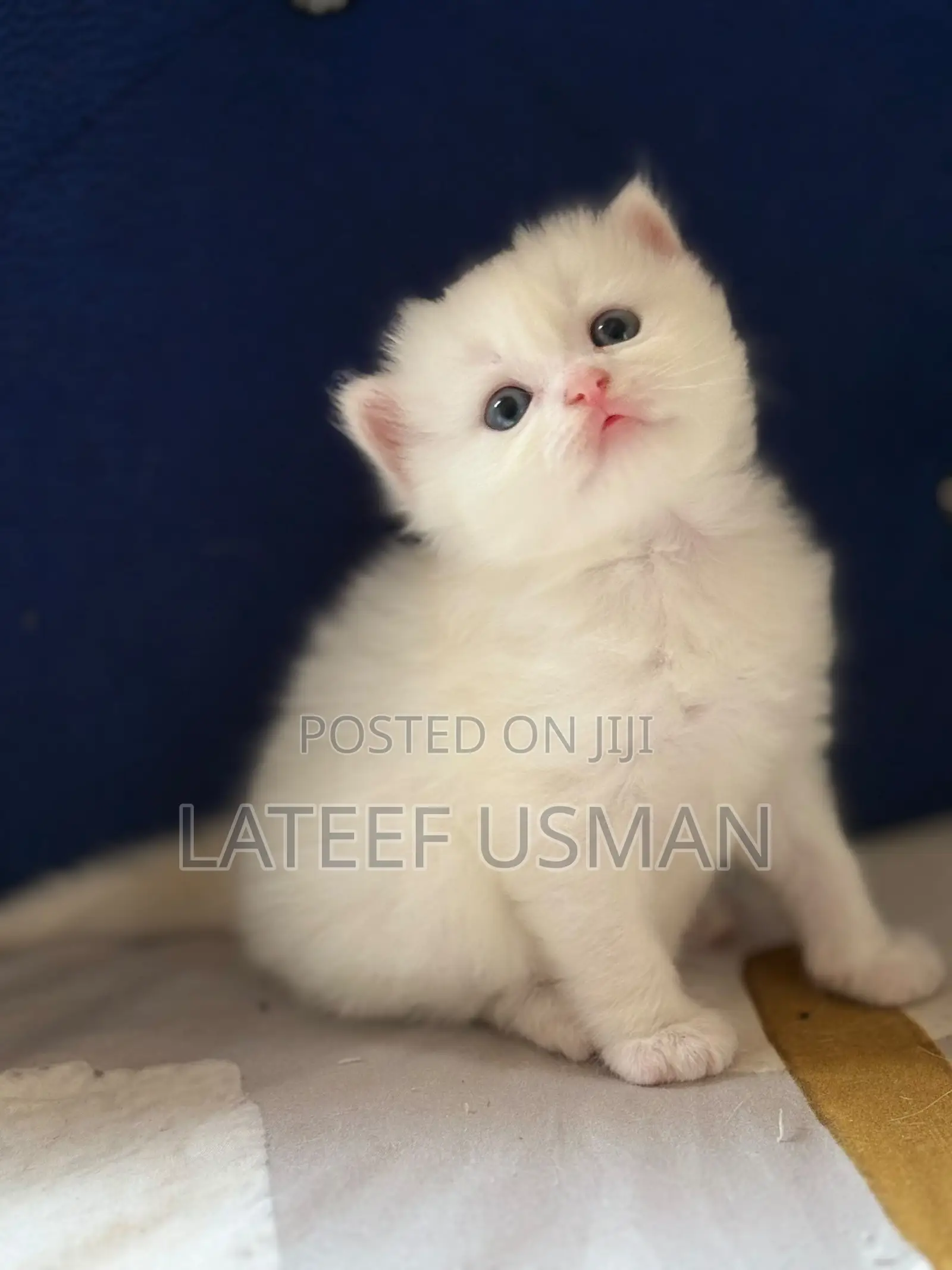 1-3 months Female Purebred Persian