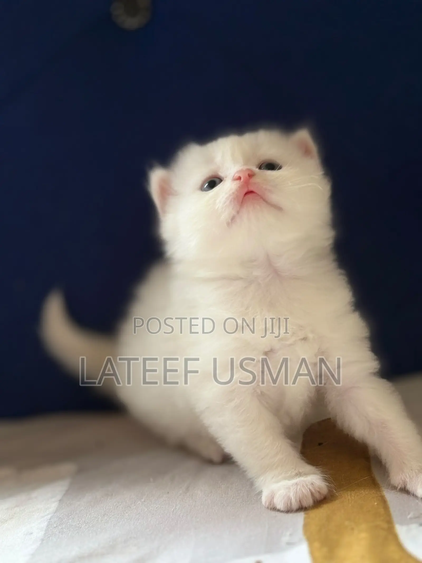 1-3 months Female Purebred Persian