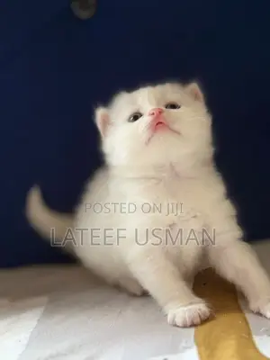 1-3 months Female Purebred Persian