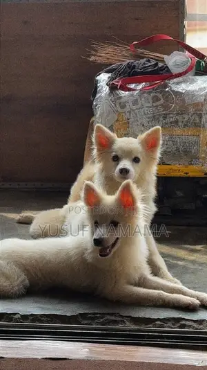 1+ year Female Purebred American Eskimo