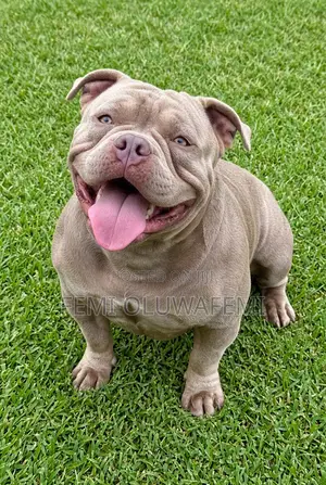 1+ year Female Purebred American Bully