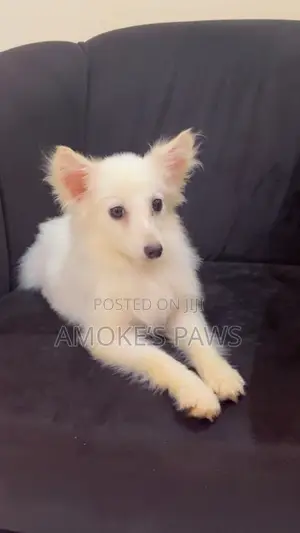 3-6 months Female Purebred American Eskimo