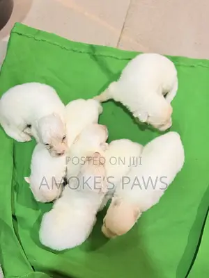 0-1 month Female Purebred American Eskimo