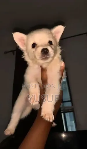 1-3 months Female Purebred American Eskimo