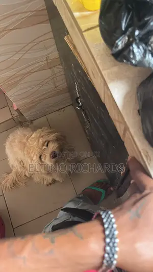1+ year Male Purebred Lhasa Apso