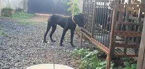 3-6 months Male Purebred Cane Corso