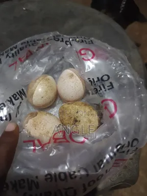 Turkey Eggs