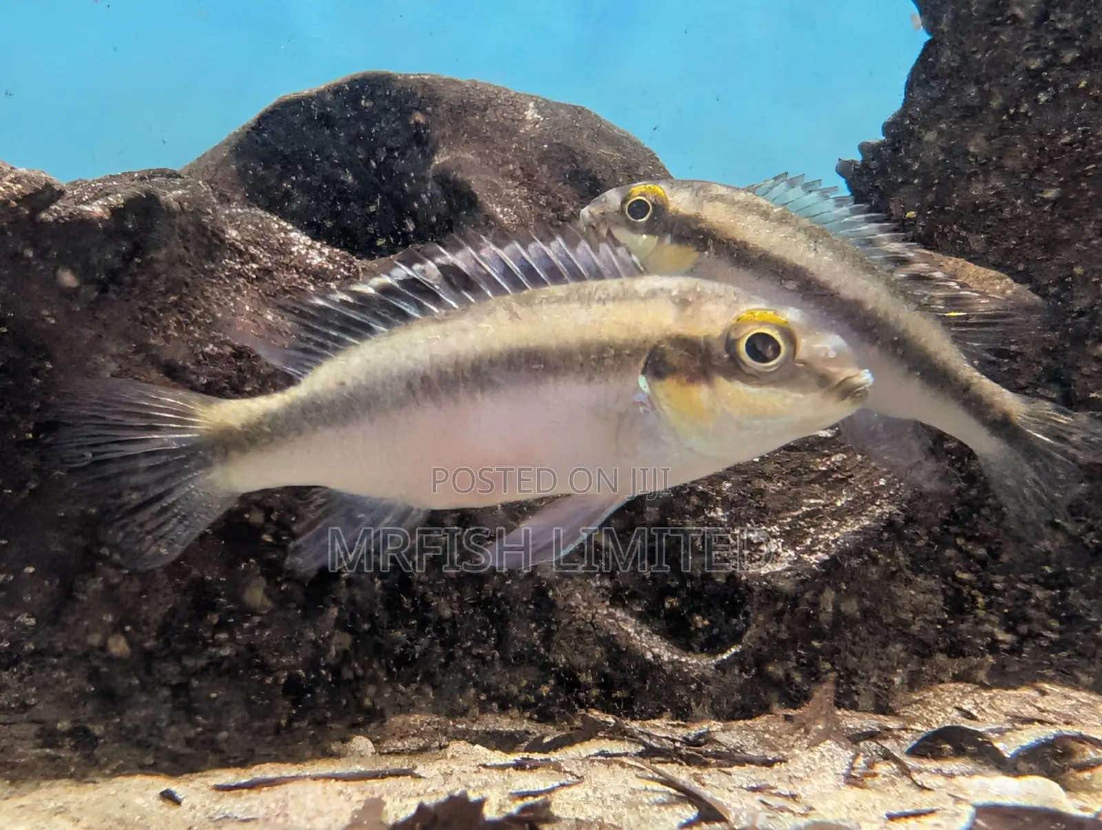 Red Belly Kribensis