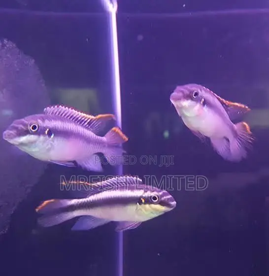Red Belly Kribensis