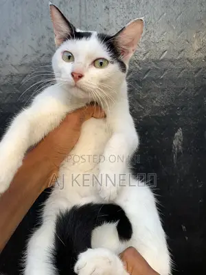 1-3 months Male Purebred American Shorthair