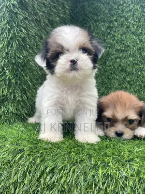1-3 months Female Purebred Lhasa Apso