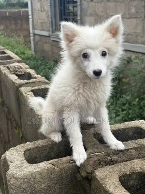 3-6 months Female Purebred American Eskimo