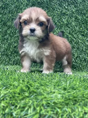 1-3 months Female Purebred Lhasa Apso
