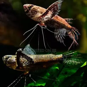 Butterfly Fish