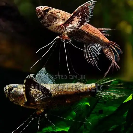 Butterfly Fish