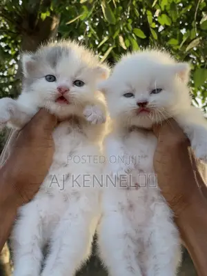 1-3 months Male Purebred Persian