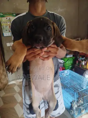 1-3 months Male Purebred Boerboel